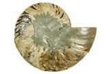 Cut & Polished Ammonite Fossil (Half) - Madagascar #369609-1
